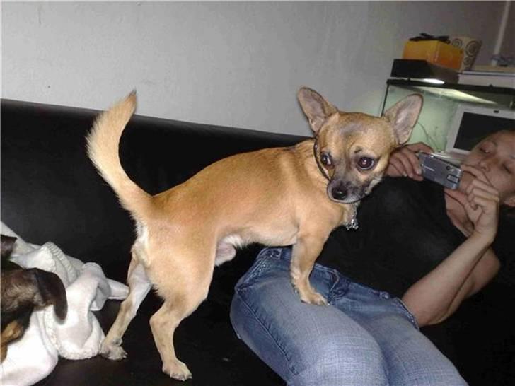 Chihuahua gismo billede 8