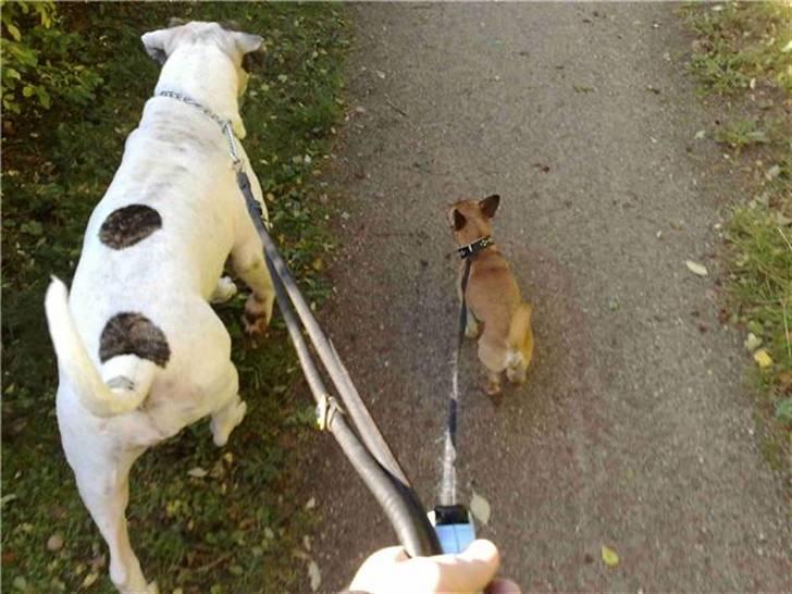 Chihuahua gismo billede 9