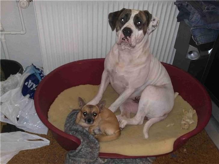 Chihuahua gismo billede 11