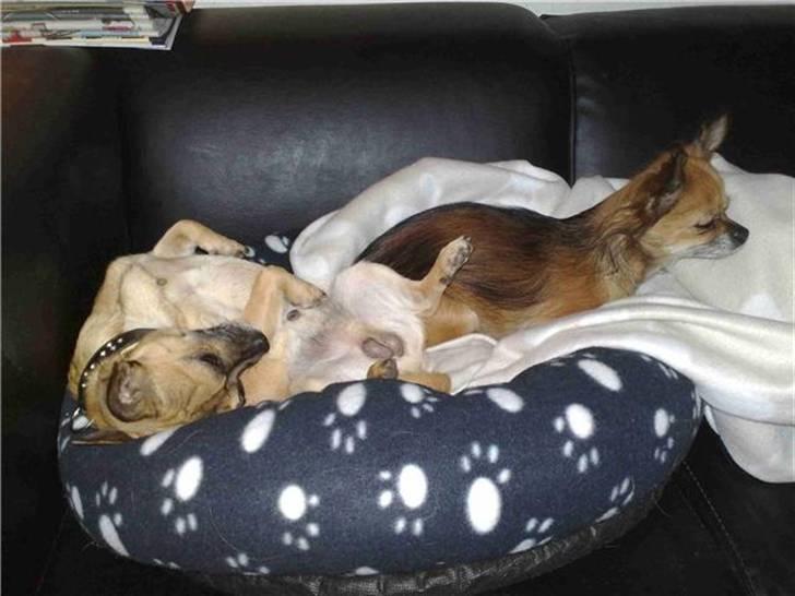 Chihuahua gismo billede 12