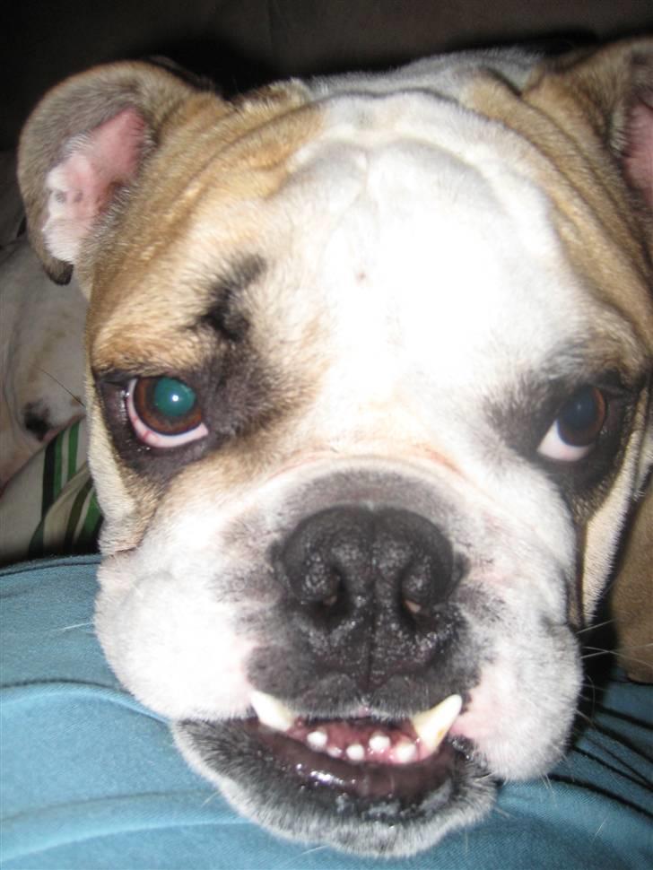 Olde english bulldogge Bolon R.I.P. 08-08-2010 billede 1