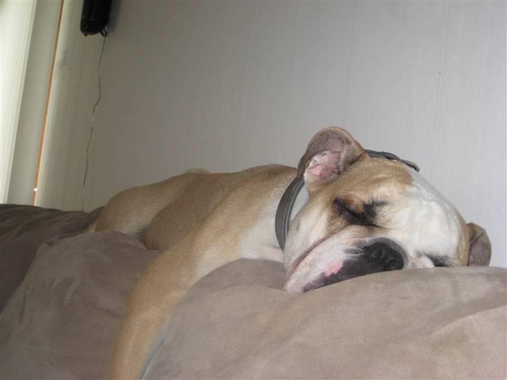 Olde english bulldogge Bolon R.I.P. 08-08-2010 billede 2