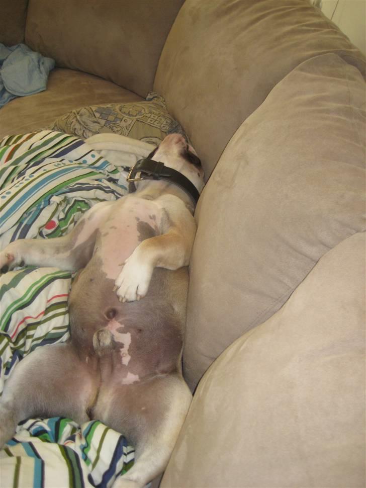 Olde english bulldogge Bolon R.I.P. 08-08-2010 billede 3