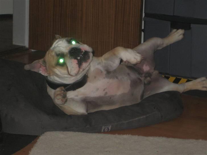 Olde english bulldogge Bolon R.I.P. 08-08-2010 billede 4