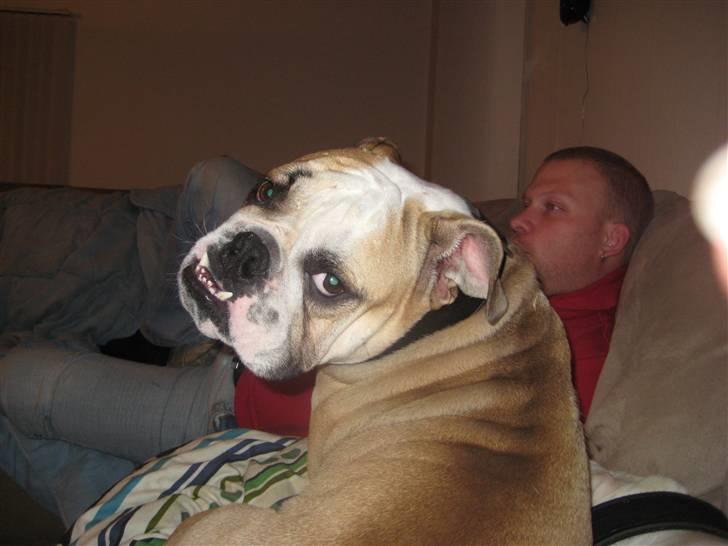 Olde english bulldogge Bolon R.I.P. 08-08-2010 billede 5