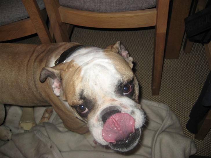 Olde english bulldogge Bolon R.I.P. 08-08-2010 billede 6