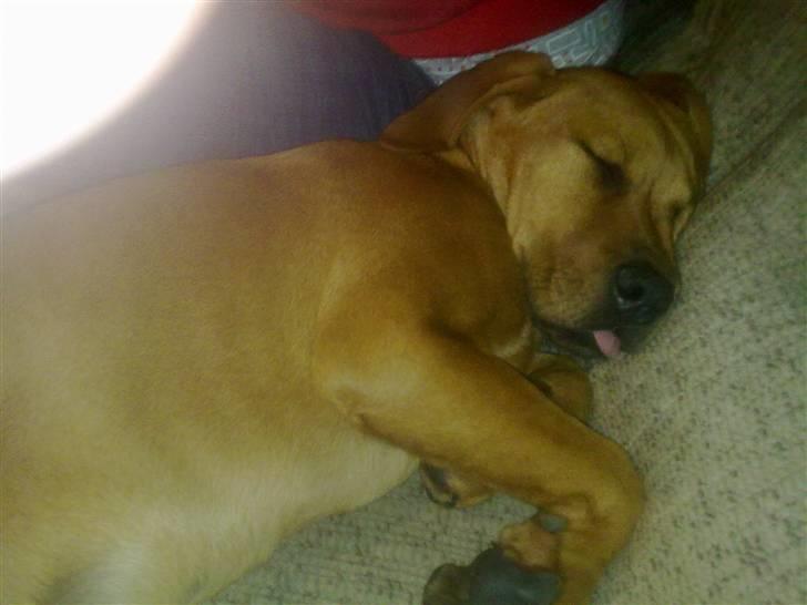 Blanding af racer Bamse billede 6