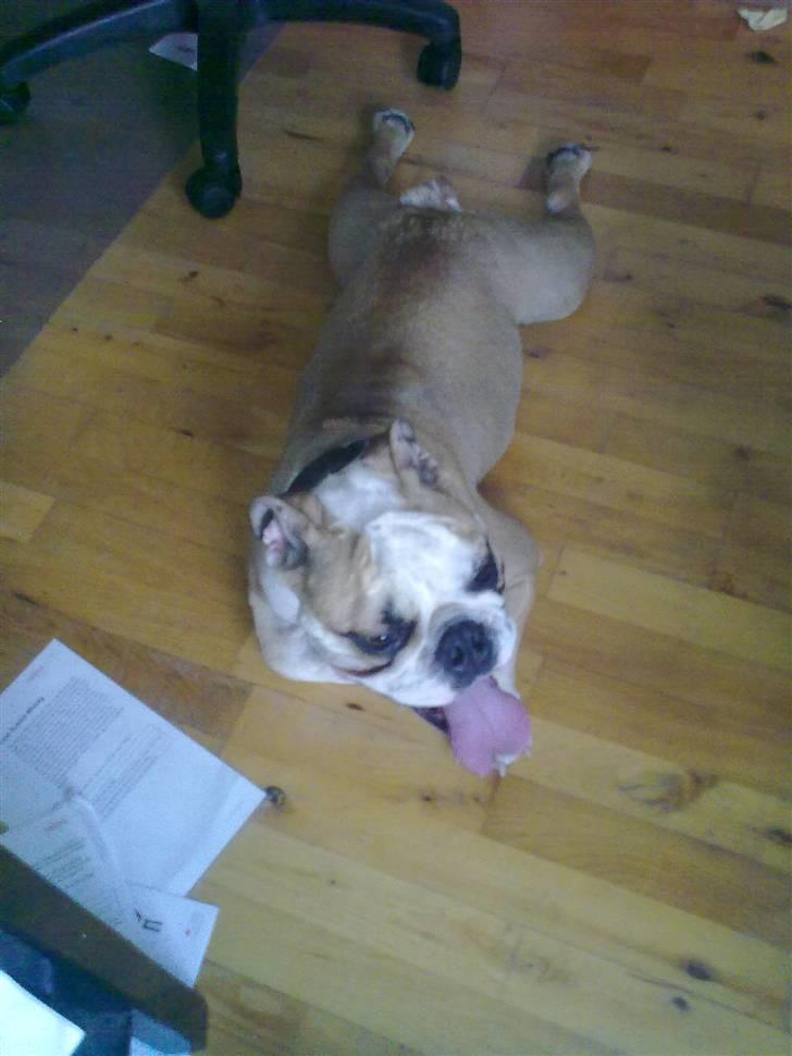 Olde english bulldogge Bolon R.I.P. 08-08-2010 billede 7