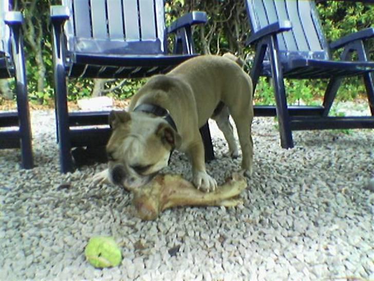 Olde english bulldogge Bolon R.I.P. 08-08-2010 billede 8