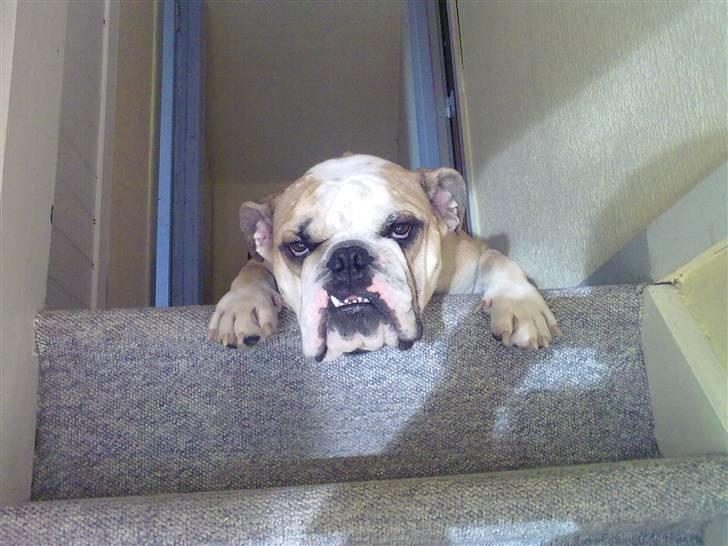 Olde english bulldogge Bolon R.I.P. 08-08-2010 billede 9