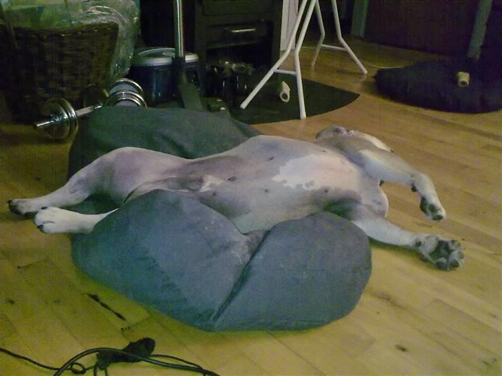 Olde english bulldogge Bolon R.I.P. 08-08-2010 billede 10