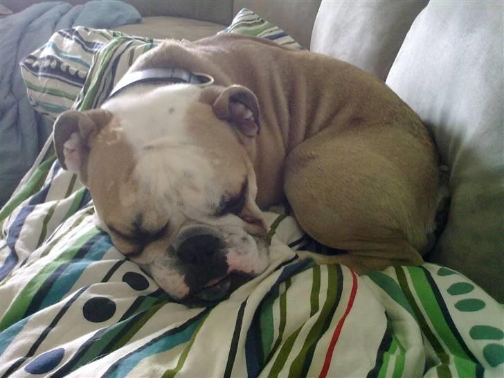 Olde english bulldogge Bolon R.I.P. 08-08-2010 billede 11
