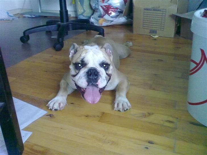 Olde english bulldogge Bolon R.I.P. 08-08-2010 billede 12