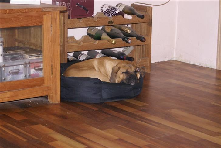 Blanding af racer Buster - lidt træt er man vel altid billede 5