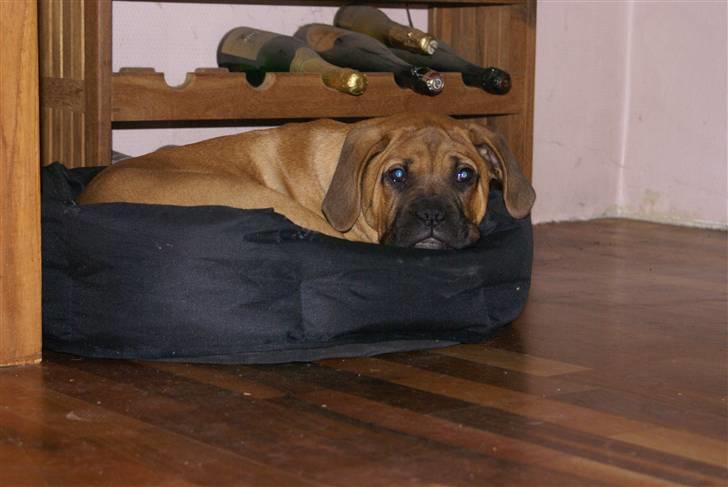 Blanding af racer Buster - men man kan da oppe sig til at smugkikke lidt billede 6