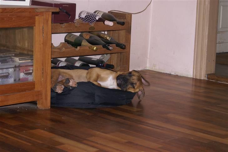 Blanding af racer Buster - Suk....hvis bare den var lidt større den kurv billede 8