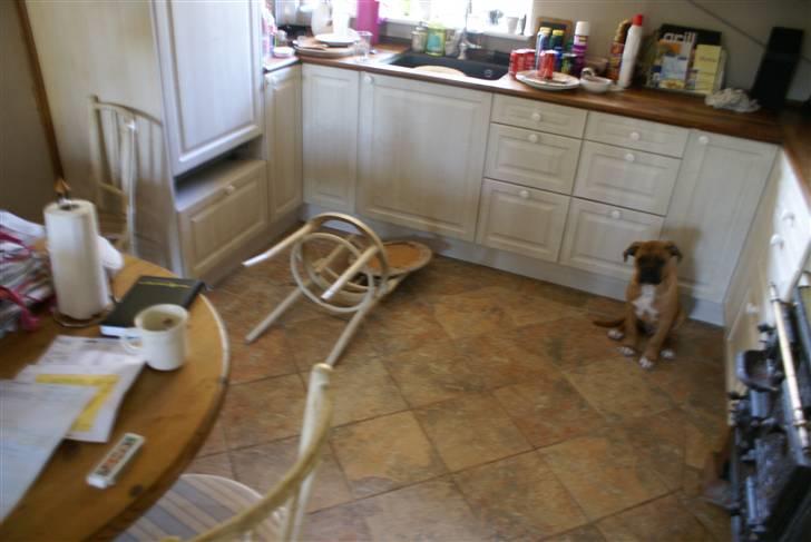 Blanding af racer Buster - UPS....det var ikke mig billede 9