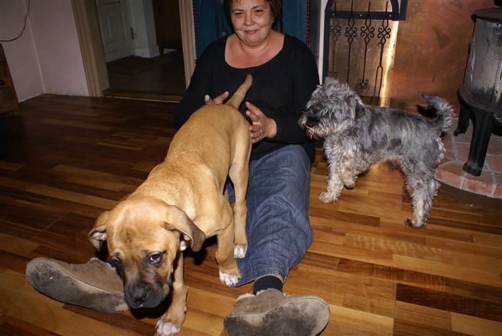 Blanding af racer Buster - er altså nød til lige at se hvad ham far laver billede 10