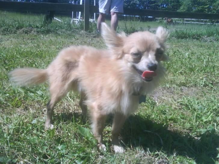 Chihuahua Daffy - uuh der varmt i deg :D billede 13