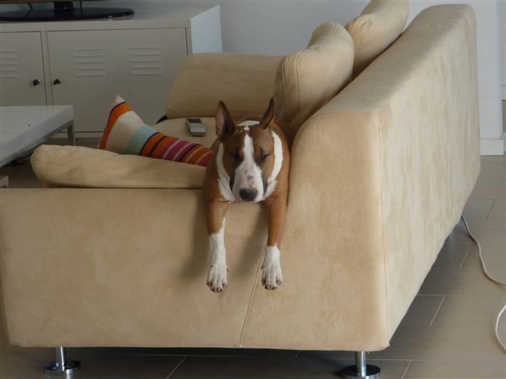 Bullterrier miniature Bruni Banani - MIN plads! Juni 2010 billede 11