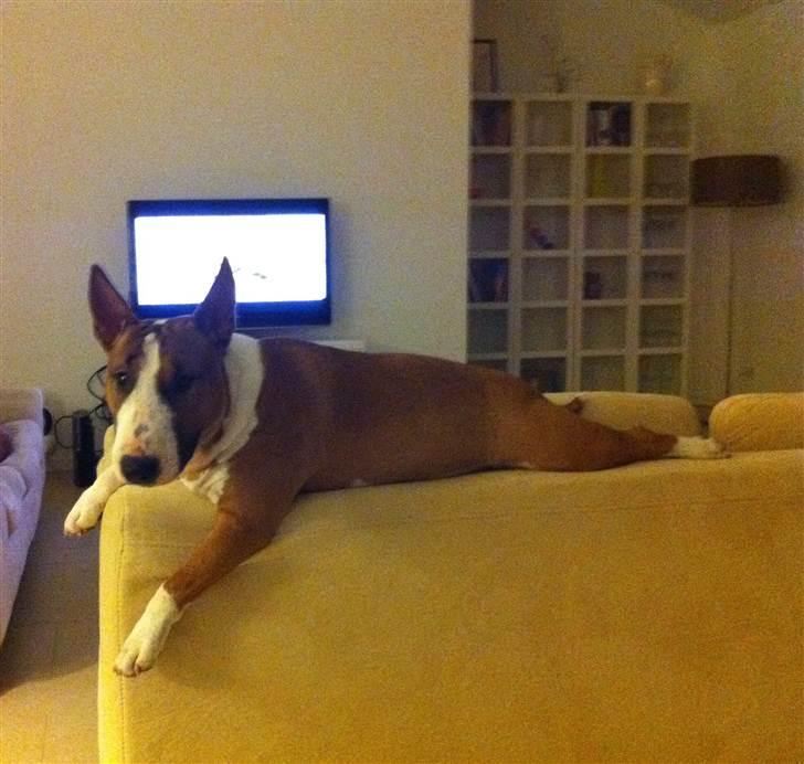 Bullterrier miniature Bruni Banani - Udkigsposten... Juli 2010 billede 12