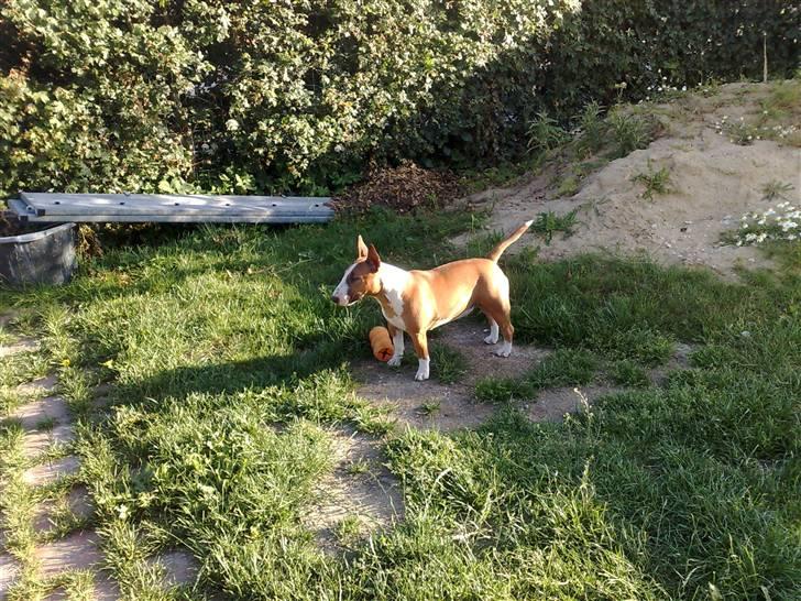 Bullterrier miniature Bruni Banani - I haven - juli 2010 billede 13