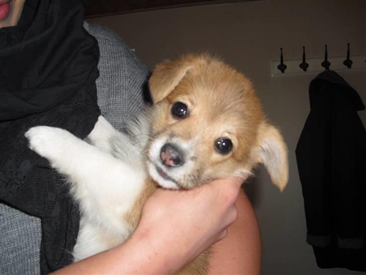 Welsh corgi pembroke Belle billede 1