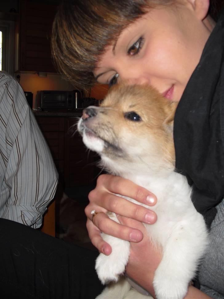 Welsh corgi pembroke Belle billede 2