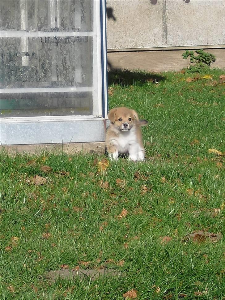 Welsh corgi pembroke Belle billede 3