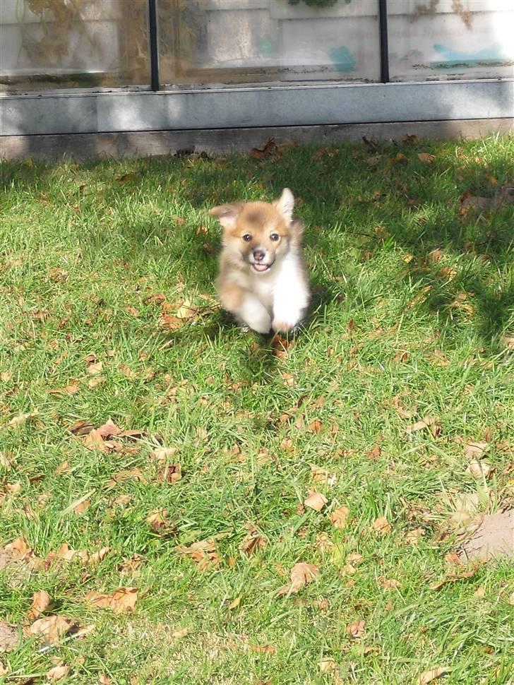 Welsh corgi pembroke Belle billede 4