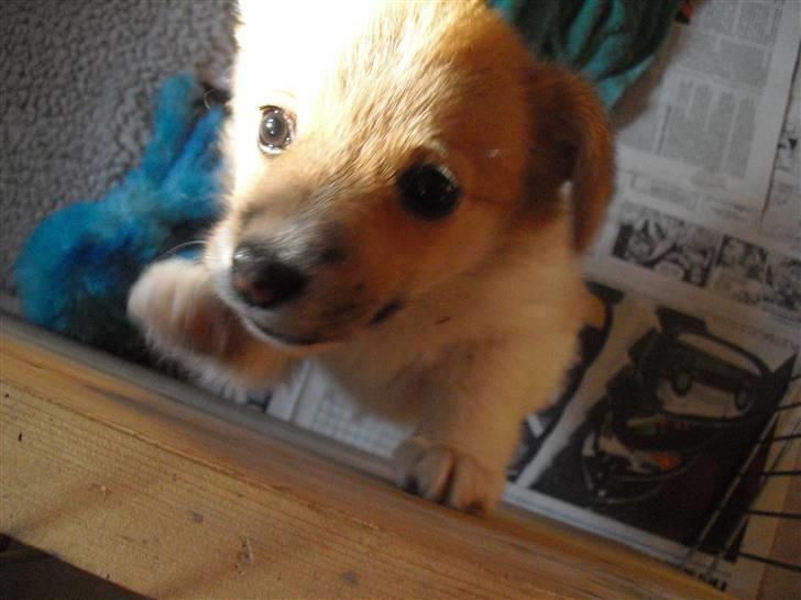 Welsh corgi pembroke Belle billede 5