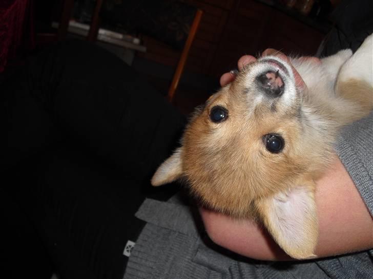 Welsh corgi pembroke Belle billede 6