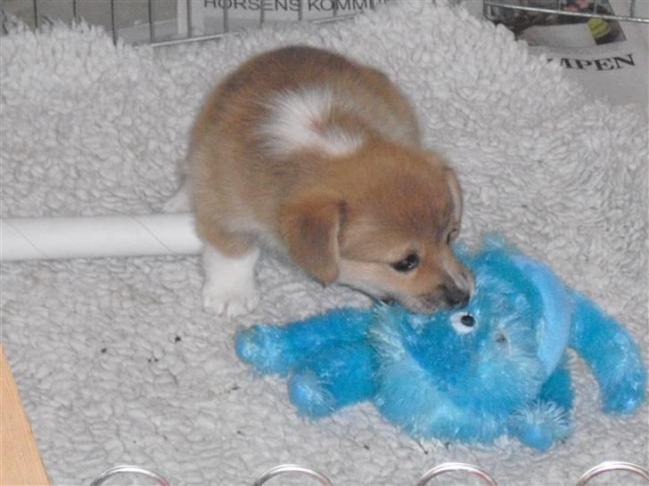 Welsh corgi pembroke Belle billede 7