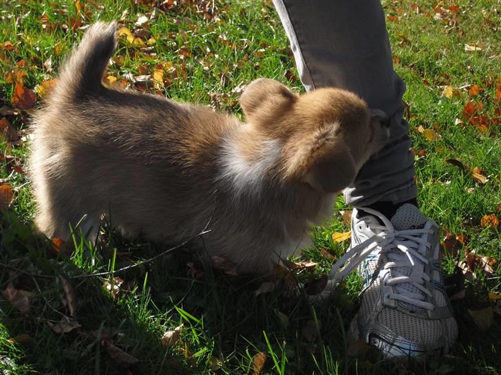 Welsh corgi pembroke Belle billede 8