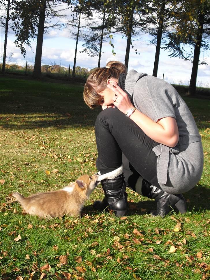 Welsh corgi pembroke Belle billede 9