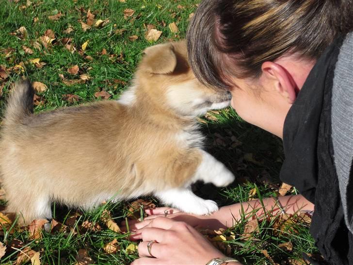 Welsh corgi pembroke Belle billede 10