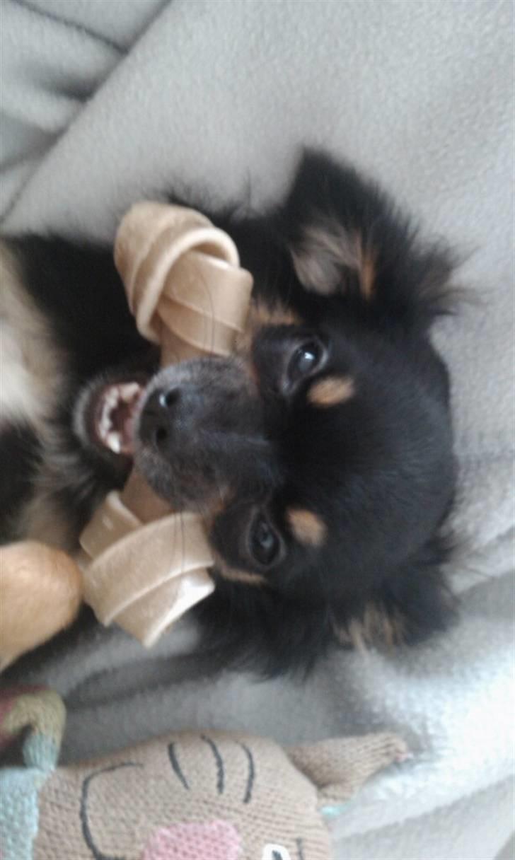 Chihuahua Sir James Bond billede 9