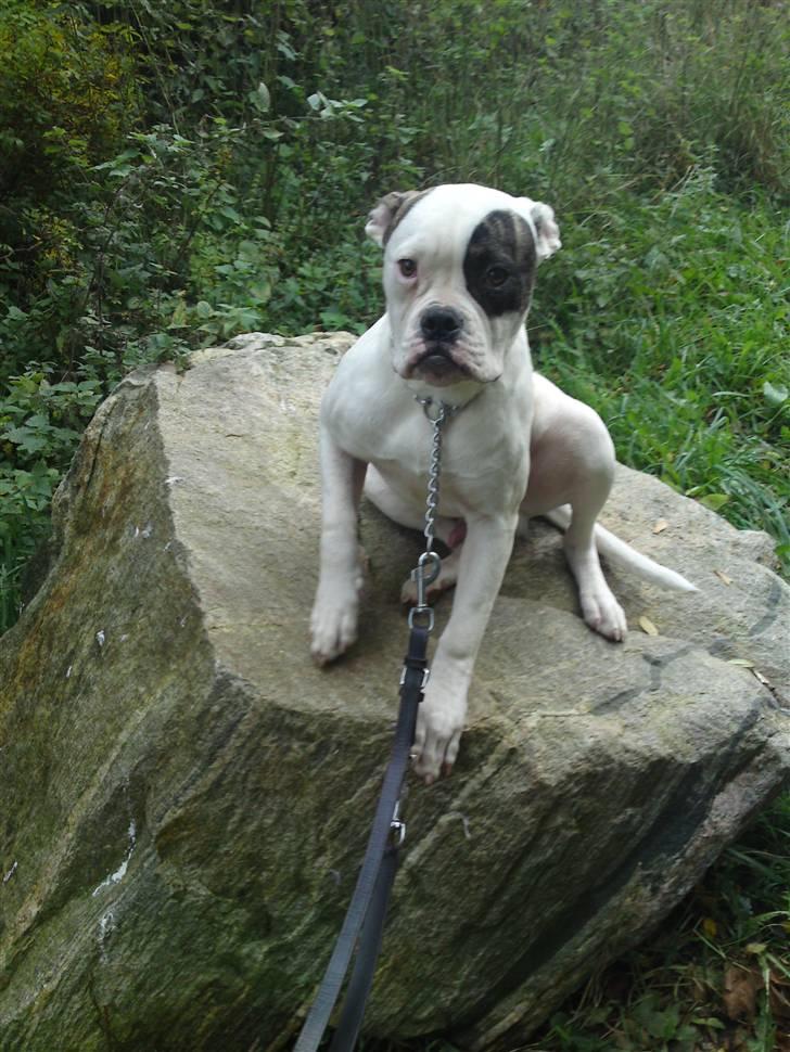 Amerikansk bulldog lexus billede 1