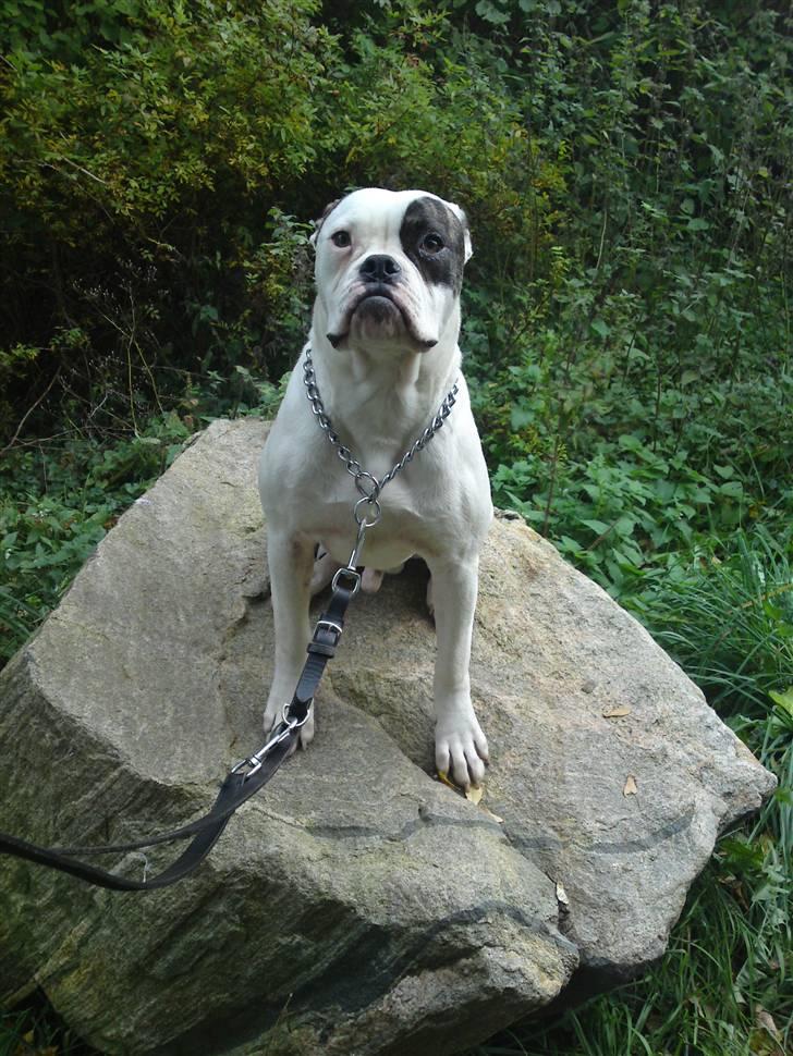 Amerikansk bulldog lexus billede 2
