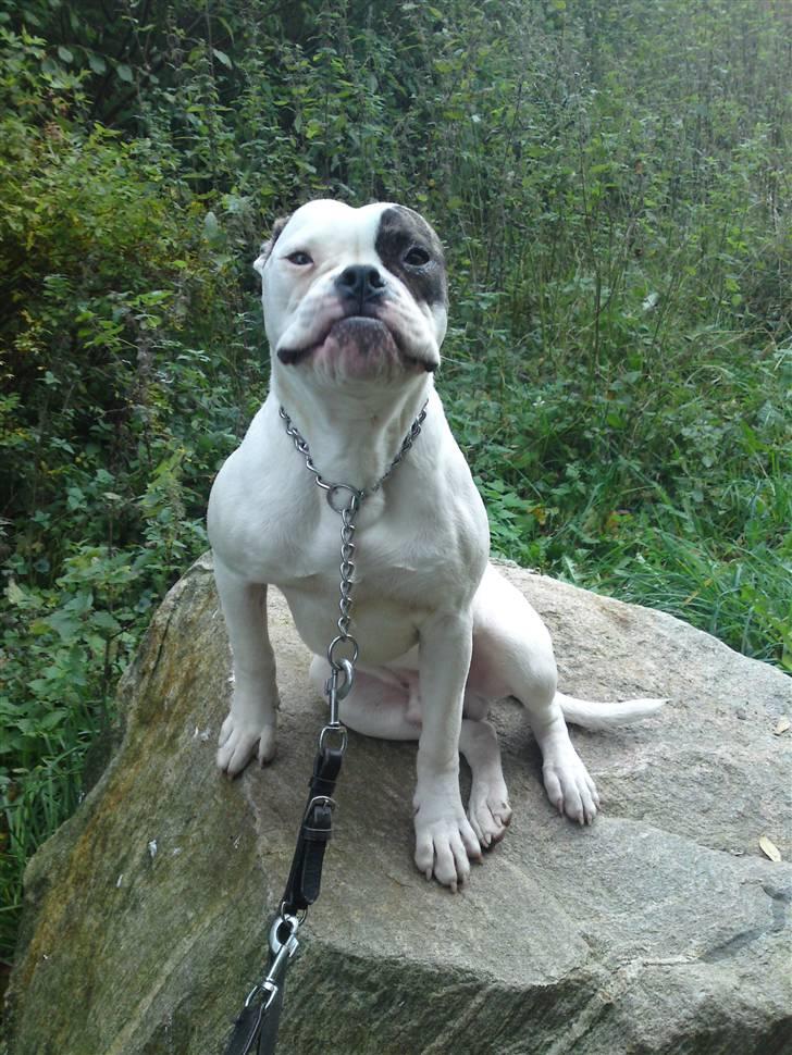 Amerikansk bulldog lexus billede 3