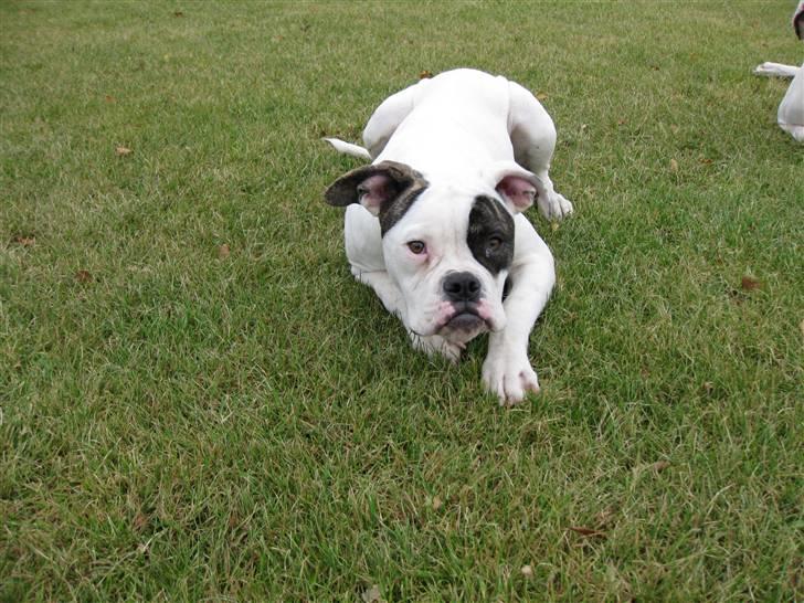 Amerikansk bulldog lexus billede 4