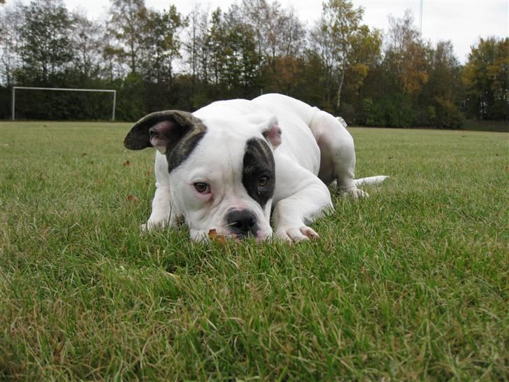 Amerikansk bulldog lexus billede 5