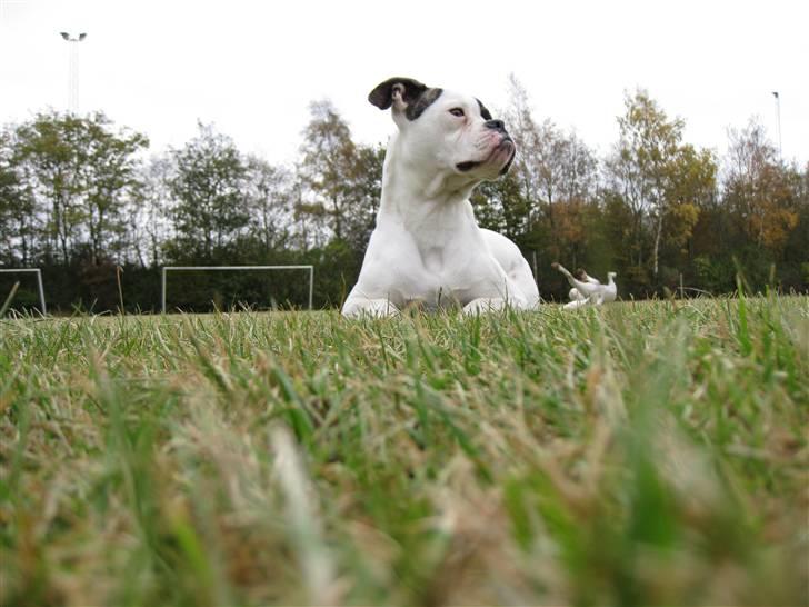 Amerikansk bulldog lexus billede 6