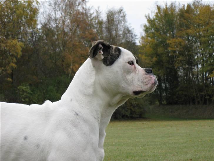 Amerikansk bulldog lexus billede 7