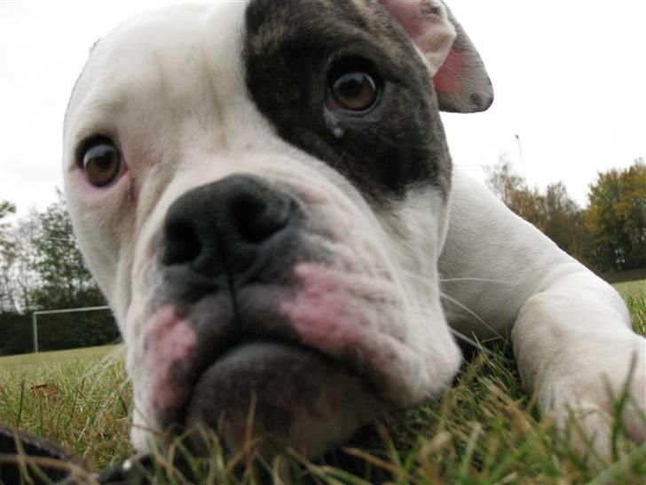 Amerikansk bulldog lexus billede 10