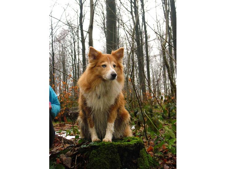Shetland sheepdog Mille - velkommen til Milles profil:D  billede 1