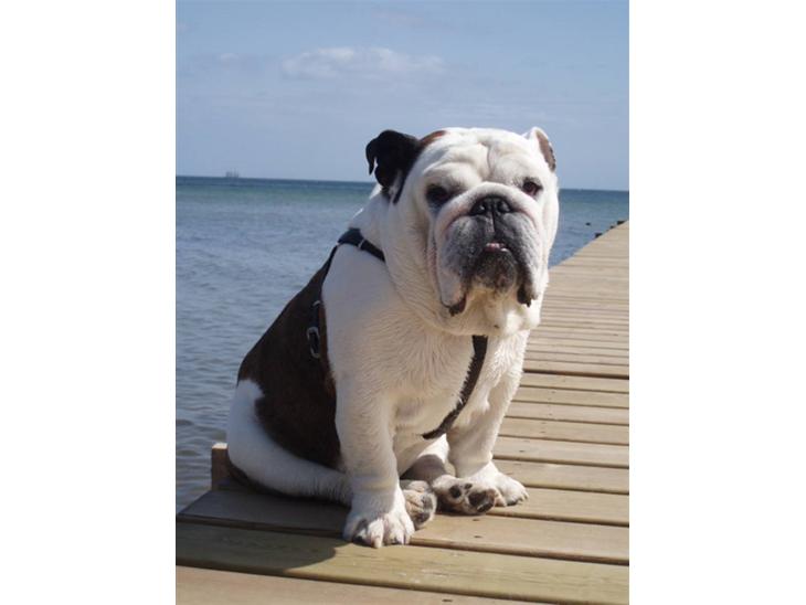 {{currentPhoto.altText}} billede {{currentPhoto.number}}