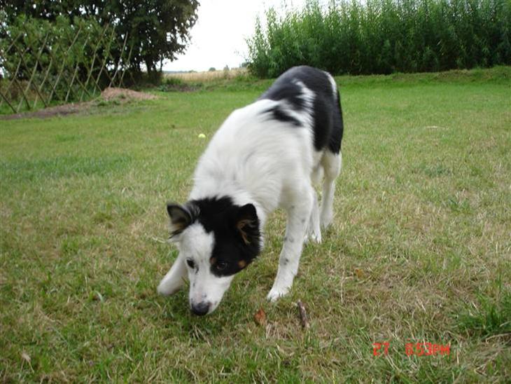 {{currentPhoto.altText}} billede {{currentPhoto.number}}