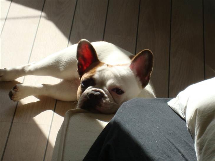 {{currentPhoto.altText}} billede {{currentPhoto.number}}