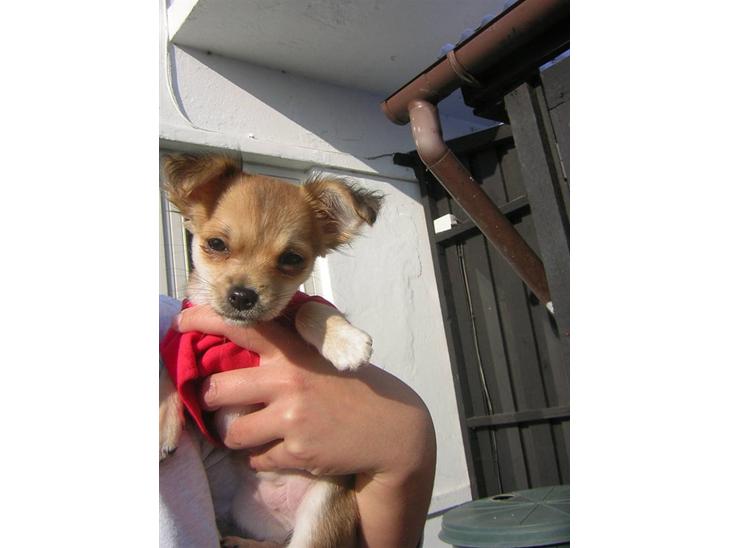 {{currentPhoto.altText}} billede {{currentPhoto.number}}